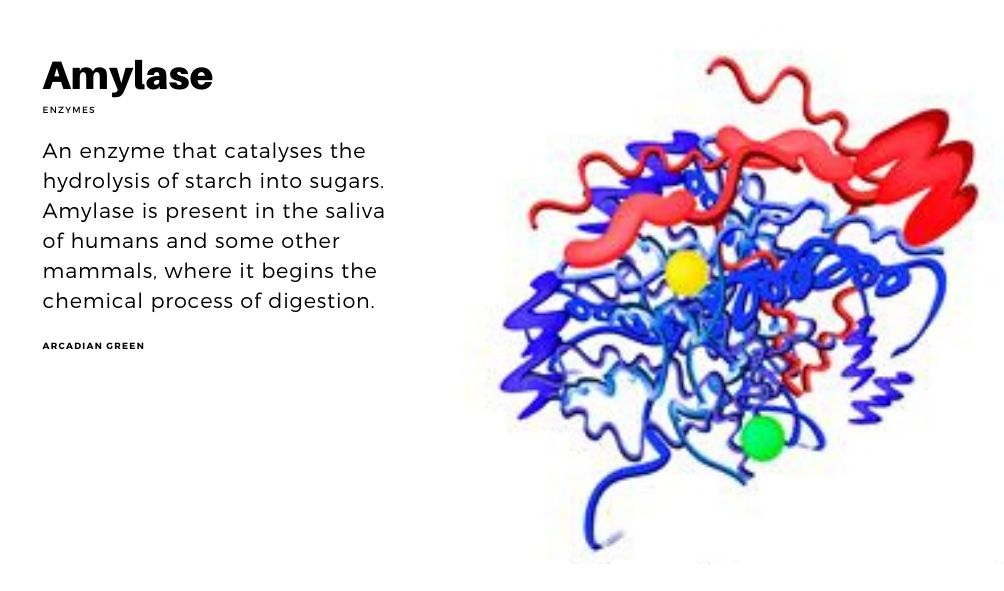 Amylase เอนไซม์อะไมเลซ ช่วยย่อยแป้งและน้ำตาล