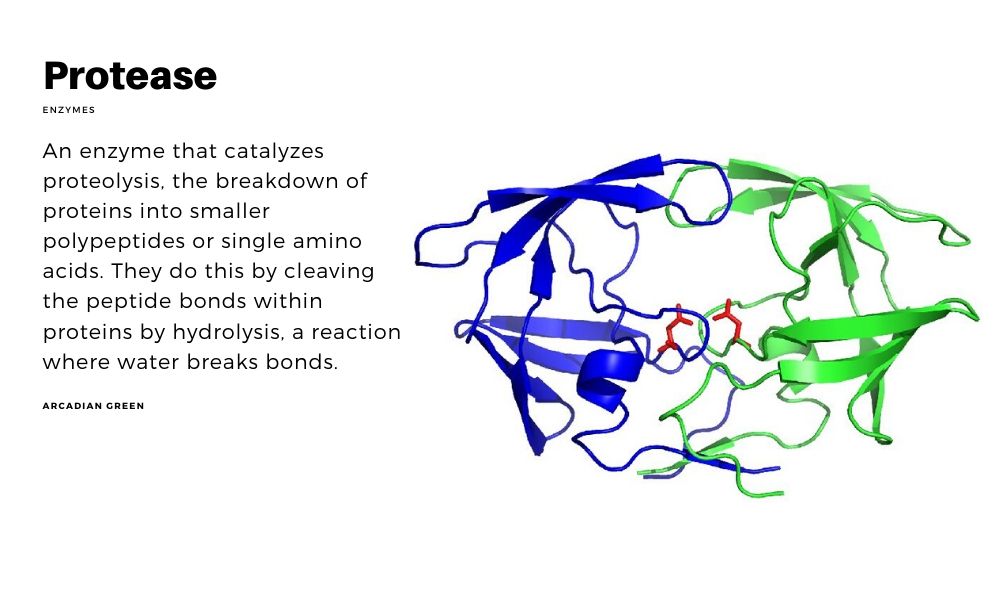 Protease เอนไซม์โปรติเอสช่วยย่อยโปรตีน